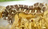 Load image into Gallery viewer, Male Ghost H Snow Sun Lava Car Corn Snake