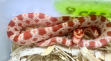 Load image into Gallery viewer, Female Alb H An Corn Snake