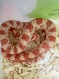 Load image into Gallery viewer, Female Candy Cane Albino Corn Snake