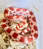 Load image into Gallery viewer, Female Amelanistic Het Sunrise Motley Corn Snake