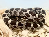 Load image into Gallery viewer, Male Caramel Het Albino Motley Corn Snake