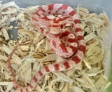 Load image into Gallery viewer, Male Albino Het Anery Corn Snake