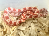 Load image into Gallery viewer, Male Albino Het Anery Corn Snake