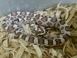 Load image into Gallery viewer, Male Ultra Het Hypo Caramel Corn Snake
