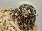 Load image into Gallery viewer, Male Black Rat × Corn Het Topaz Corn Snake
