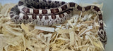 Load image into Gallery viewer, Male Black Rat × Corn Het Topaz Corn Snake