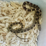 Load image into Gallery viewer, Male Black Rat × Corn Het Topaz Corn Snake