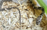 Load image into Gallery viewer, Male Black Rat × Corn Het Topaz Corn Snake
