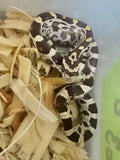 Load image into Gallery viewer, Male Cararmel Het Albino Motley Corn Snake