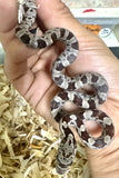 Load image into Gallery viewer, Male Black Rat × Corn Het Topaz Corn Snake