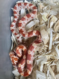 Load image into Gallery viewer, Male Ultramel H Hypo Car Corn Snake