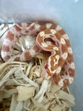 Load image into Gallery viewer, Female Butter Het Motley Corn Snake