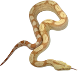 Load image into Gallery viewer, Albino Roswell ladder poss IMG PH Anery female