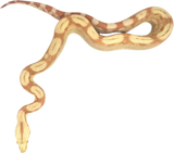 Load image into Gallery viewer, Albino Roswell ladder poss IMG PH Anery female