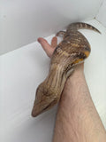 Load image into Gallery viewer, Female Sunrise Proven Breeder Blue Tounge Skink