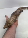 Load image into Gallery viewer, Female Sunrise Proven Breeder Blue Tounge Skink
