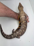 Load image into Gallery viewer, Female Sunrise Proven Breeder Blue Tounge Skink