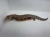 Load image into Gallery viewer, Female Sunrise Proven Breeder Blue Tounge Skink