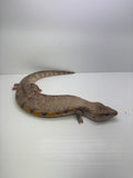 Load image into Gallery viewer, Female Red Sunset Proven Breeder Blue Tongue Skink