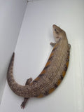Load image into Gallery viewer, Female Red Sunset Proven Breeder Blue Tongue Skink