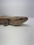 Load image into Gallery viewer, Female Red Sunset Proven Breeder Blue Tongue Skink