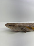 Load image into Gallery viewer, Female Red Sunset Proven Breeder Blue Tongue Skink