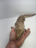 Load image into Gallery viewer, Female Red Sunset Proven Breeder Blue Tongue Skink