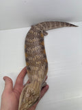 Load image into Gallery viewer, Female Red Sunset Proven Breeder Blue Tongue Skink