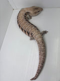 Load image into Gallery viewer, Male Magma Proven Breeder Blue Tongue Skink