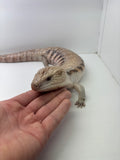 Load image into Gallery viewer, Male Magma Proven Breeder Blue Tongue Skink