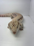 Load image into Gallery viewer, Male Magma Proven Breeder Blue Tongue Skink