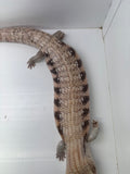 Load image into Gallery viewer, Male Magma Proven Breeder Blue Tongue Skink