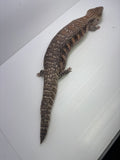 Load image into Gallery viewer, Female Sunset Proven Breeder Blue Tongue Skink