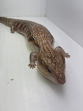 Load image into Gallery viewer, Female Sunset Proven Breeder Blue Tongue Skink