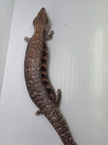 Load image into Gallery viewer, Female Sunset Proven Breeder Blue Tongue Skink