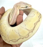 Load image into Gallery viewer, Female Desert Ghost Micro Scale Pas Pin Lesser