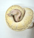 Load image into Gallery viewer, Female Desert Ghost Micro Scale Pas Pin Lesser