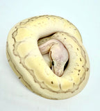 Load image into Gallery viewer, Female Desert Ghost Micro Scale Pas Pin Lesser