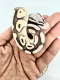 Load image into Gallery viewer, Male Desert Ghost Pastel Lesser Micro Scale Ball Python