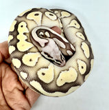 Load image into Gallery viewer, Male Desert Ghost Pastel Lesser Micro Scale Ball Python