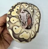 Load image into Gallery viewer, Male Desert Ghost Pastel Lesser Micro Scale Ball Python