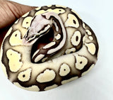 Load image into Gallery viewer, Male Desert Ghost Pastel Lesser Micro Scale Ball Python