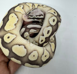 Load image into Gallery viewer, Male Desert Ghost Pastel Lesser Micro Scale Ball Python