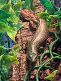 Load image into Gallery viewer, Olive Skink