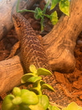 Load image into Gallery viewer, Spiny Tail Skink Egernia stokesii