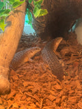 Load image into Gallery viewer, Spiny Tail Skink Egernia stokesii