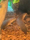 Load image into Gallery viewer, Spiny Tail Skink Egernia stokesii