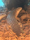 Load image into Gallery viewer, Spiny Tail Skink Egernia stokesii