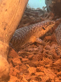 Load image into Gallery viewer, Spiny Tail Skink Egernia stokesii