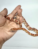 Load image into Gallery viewer, Het Palmetto Corn Snake